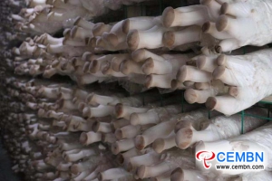 云南省：蘑菇产业建立了新的经济格局