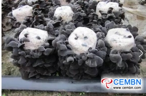 Việc trồng nấm đen được thực hiện bằng ống hút nhận ra giá trị kinh tế và môi trường