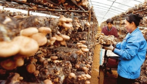 La coltivazione di funghi amplia il percorso prospero per gli agricoltori