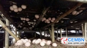 Jak ciepłe bułeczki: codziennie w hrabstwie Taijiang sprzedaje się 150kg grzybów