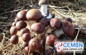 쓰레기 농가 및 임업 잔류 물을 통해 경작 된 버섯은 수입을 증대시킨다.