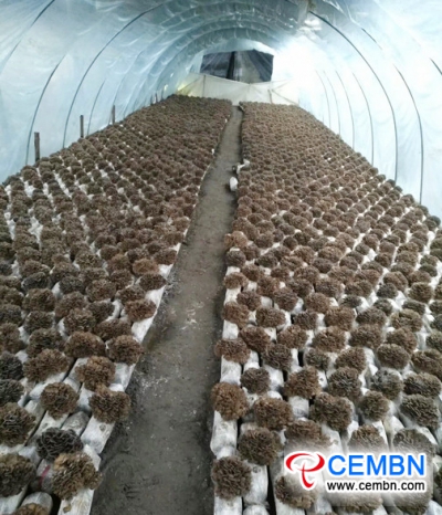 Grifola frondosa, gojena v provinci Zhejiang na Kitajskem, je preplavila trg na Japonskem