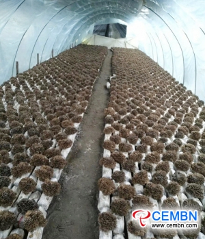 在中国浙江省种植的灰树花（Grifola frondosa）在日本市场泛滥