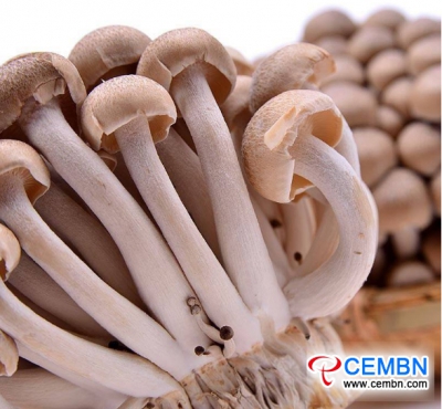 Shanghai Jiangqiao-markt: analyse van de prijs van paddenstoelen