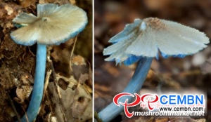 在中国云南省发现了新的蓝色蘑菇