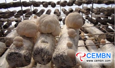蘑菇产业有助于回收废物