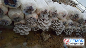 农民将牡蛎蘑菇变成了摇钱树
