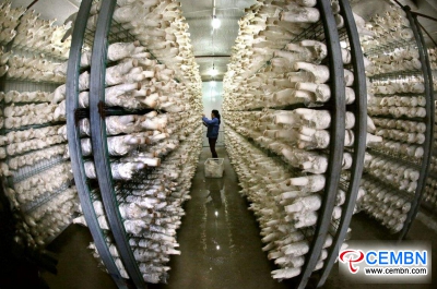 该县每年输出600,000吨蘑菇，为农民创造利润