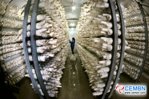 该县每年输出600,000吨蘑菇，为农民创造利润