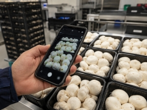 Smartphone AI could bring mushroom freshness checks into the supply chain