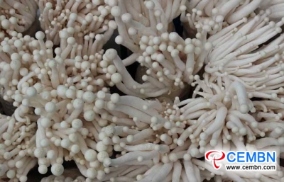Технологія вирощування грибів з морепродуктів