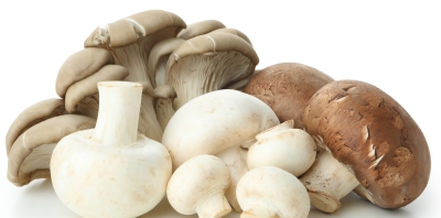 New U.S. tariffs add uncertainty to the North American mushroom industry