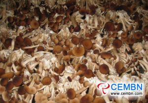 La culture d'Agrocybe cylindracea devient sauvage