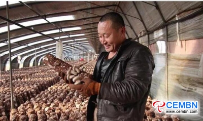 Coltivando funghi Shiitake per generare le entrate giornaliere di 3000 CNY