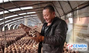 Выращивание грибов шиитаке для получения ежедневных доходов 3000 CNY