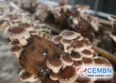 Зараз вдалий час для вирощування грибів у Китаї, але який сорт найвигідніший?