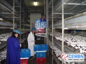 버섯 성장 : 중국 산시 성 Xiyang 카운티의 일출 산업