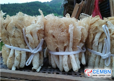 Bamboo fungus cultivation implies an affluent future