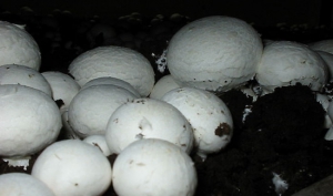 Scopri come i funghi vengono coltivati ​​da qualcuno che li coltiva