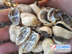 Peanut hulls are treasures for Shiitake mushroom cultivation
