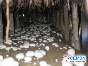 中国广西壮族自治区：蘑菇产业整体效益良好