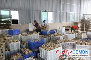 Cropping Agrocybe cylindracea can be a promising industry