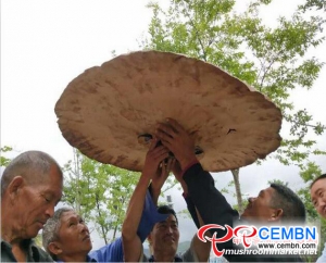 Giant Ganoderma found in Yunnan Province goes viral on the Internet