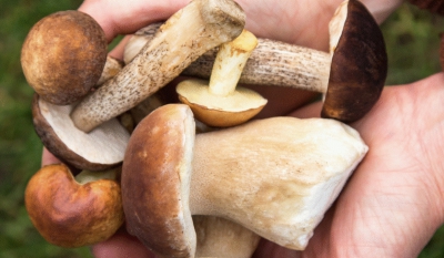 September: Celebrating the versatile and fascinating world of mushrooms