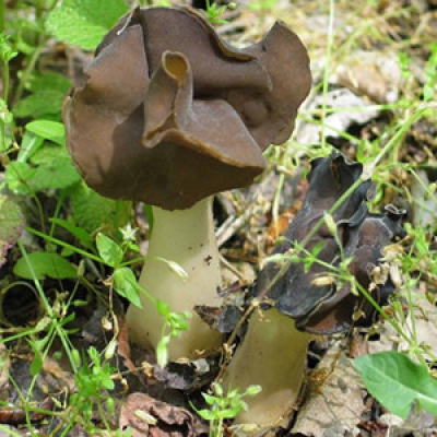 Проект «Затерянные и найденные грибы»