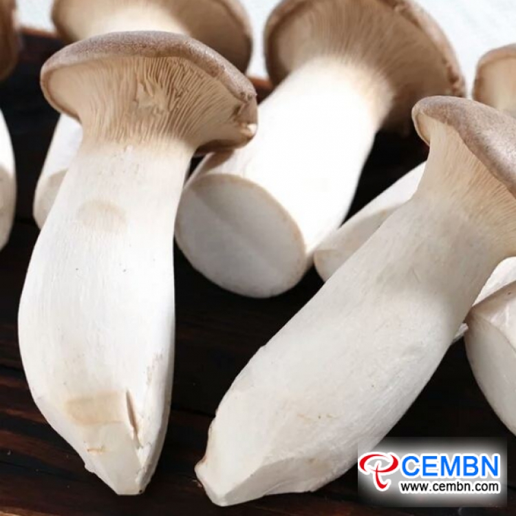 شنشى Xinqiao السوق: تحليل سعر الفطر