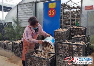 Produzione di funghi e marketing prosperano in Henan Changsheng Mushroom Company
