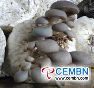 阜宁县：蘑菇产业年产值达到40.94万元人民币