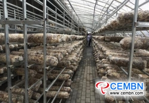 Die Produktionsstätte für Pilzstäbchen, die 6000 Quadratmeter umfasst, wird gebaut