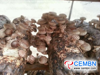 Výstup na čínské houby hluboké zpracování