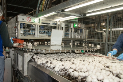 The benefits of hybrid harvesting