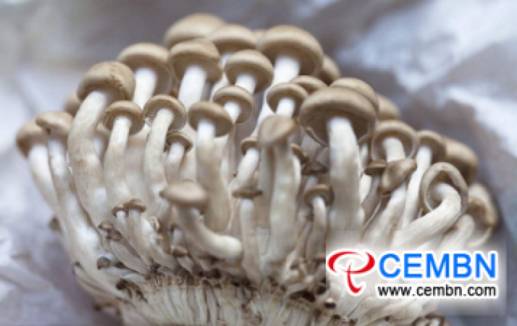 Shanghai City of China: Up-to-date mushroom quotation