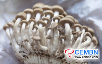 Shanghai City of China: Up-to-date mushroom quotation