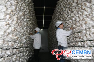 Sichuan-Provinz: Xinghe Company geht grüne und ökologische Weise der Pilzproduktion