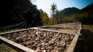 “Peanut + Shiitake mushroom” promotes the green industrial cycle