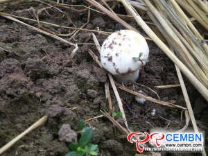 首次发现白色大球盖菇的自然变异