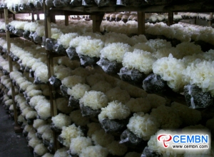 中国の河北省：キノコ栽培は2000世帯近くで繁栄しています