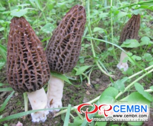 창업 : 희귀 한 모렐 버섯의 번성하는 성장