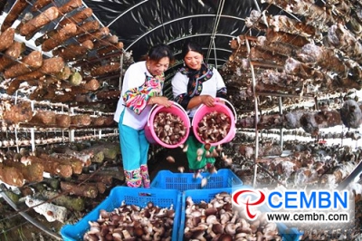 Cultivarea ciupercilor Shiitake lărgește drumul spre prosperitate