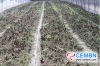 Environment plays an influence to the growth of Morel mushroom