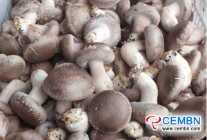 Желательные результаты экспорта грибов были показаны с января по август