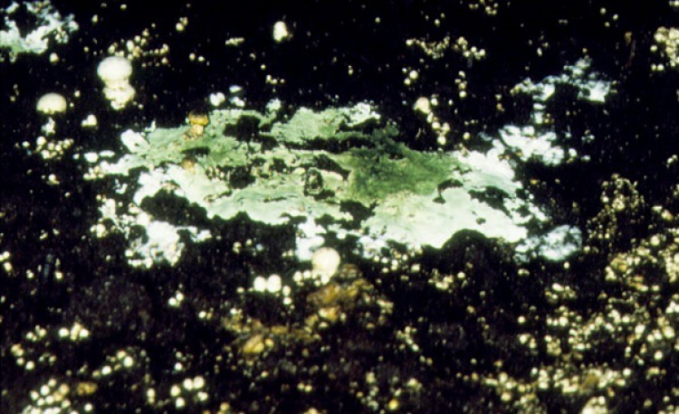 Trichoderma Green Mold