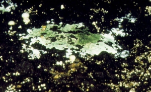 Trichoderma Green Mold