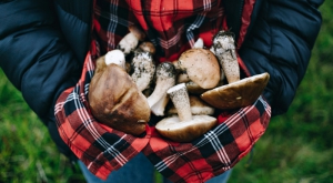 The mushroom cultivation market has a bright future ahead
