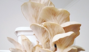 Zero waste initiative produces gourmet oyster mushrooms