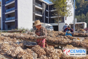 Fruiting season of Grifola frondosa lightens the road of prosperity